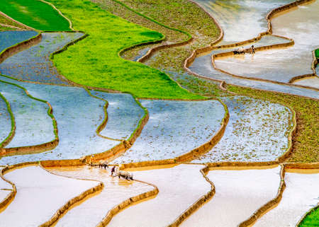 Beauty of the rice terraces in watering season in Northern Vietnamの写真素材