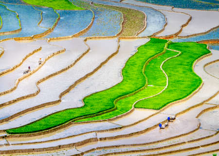 Terraced rice field in Vietnam. Terraced rice fields in Vietnam.の写真素材
