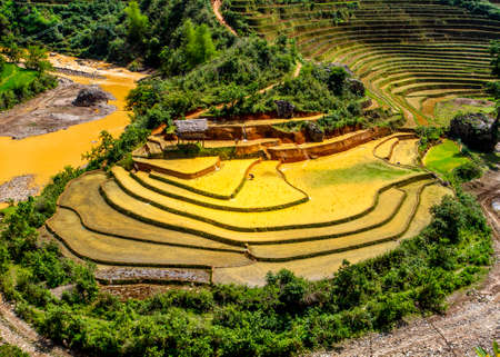 Rice fields on terraced of Mu Cang Chai, YenBai, Vietnamの写真素材