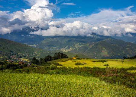 Ripen rice terraces in Laocai province, Vietnam