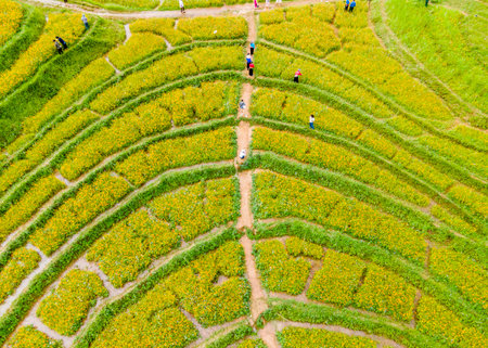 Top view of sunflower field in Maehongson, Thailandの写真素材