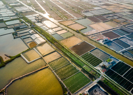 Aerial view of rice field in the morning, Nakhon Ratchasima Thailand