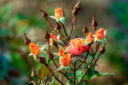 Beautiful roses blooming in the garden on the nature background.の写真素材