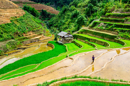 Terraced rice field in Sapa, Vietnam. Rice terraces are one of the main tourist attractions in Vietnam.の写真素材