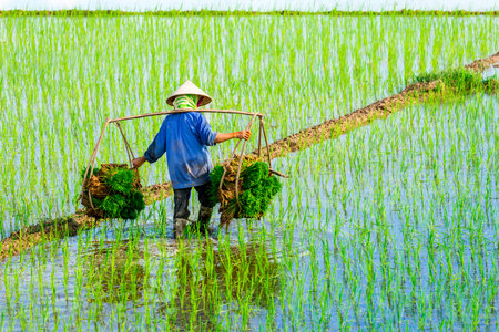 Farmer planting rice seedlings in a paddy fieldの写真素材