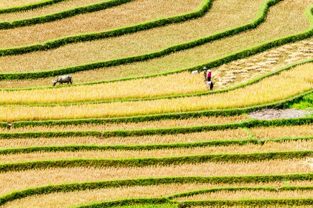 Rice field terraces in Mu Cang Chai, YenBai, Vietnam