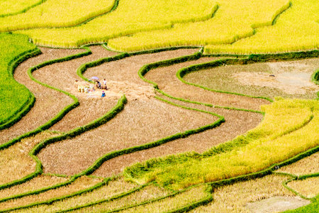 Rice field terraces in Mu Cang Chai, YenBai, Vietnamの写真素材