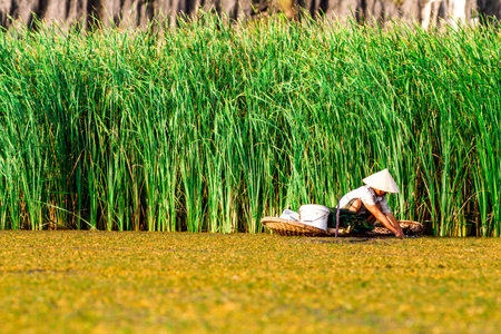 Thai farmer working on the rice field at countryside, Thailand.の写真素材