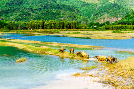 Buffalo on the river in thailand, Chiangraiの写真素材
