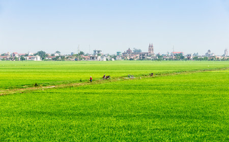Rice field and blue sky, agricultural landscape background.の写真素材
