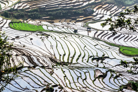 Rice fields on terraced of Mu Cang Chai, YenBai, Vietnam