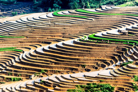 Terraced rice field in Mu Cang Chai, YenBai, Vietnam.の写真素材