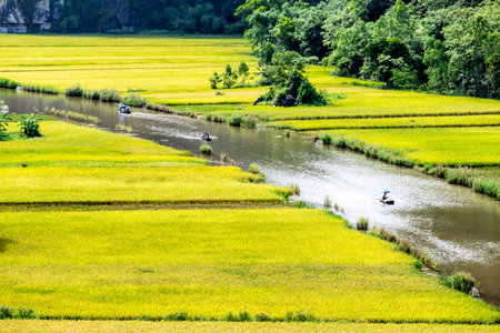 Rice field in Northern Thailand.の写真素材