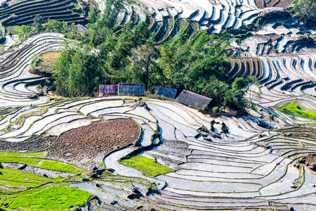 Terraced rice field in Mu Cang Chai, YenBai, Vietnamの写真素材