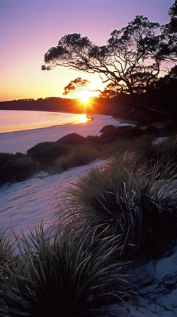 Sunset on the beach in South Australia, with grass and treeの素材