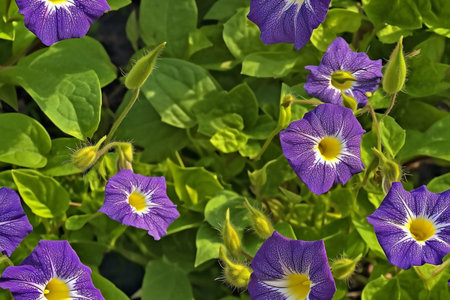 Purple flowers on a background of green leaves, close-upの素材