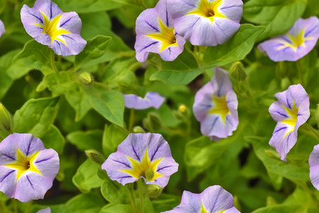 Purple morning glory flowers with green leaves in the garden, stock photoの素材