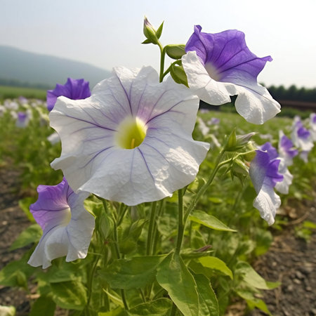 Purple and white petunia flowers in a field in the summerの素材