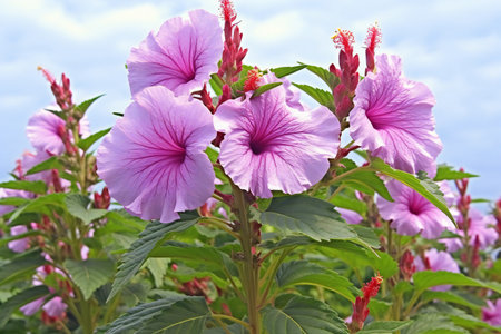 Hibiscus flowers on a background of the blue sky.の素材