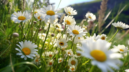 White daisies on a green meadow in the mountains.の素材