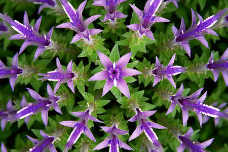 Purple flowers on a green background. Close-up. Nature.の素材