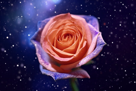 beautiful pink rose on a black background with a lot of starsの素材