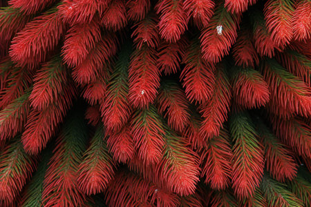 Fir tree branches with red needles, close-up of photoの素材