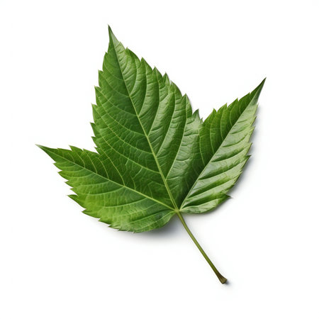 Green leaf isolated on white background included for easy editing.の素材