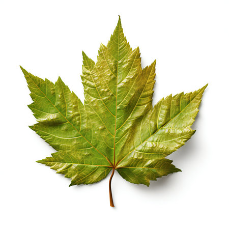 Autumn maple leaf isolated on white background.の素材