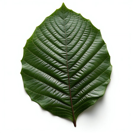 Green leaf isolated on white background. Flat lay, top view.の素材