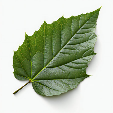 Green leaf isolated on white backgroundの素材