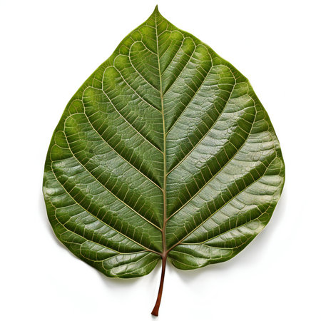 Green leaf isolated on white background.  Full depth of field.の素材