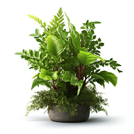 Houseplant in pot isolated on white background.の素材