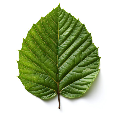 Green leaf isolated on white background.  Full depth of field.の素材
