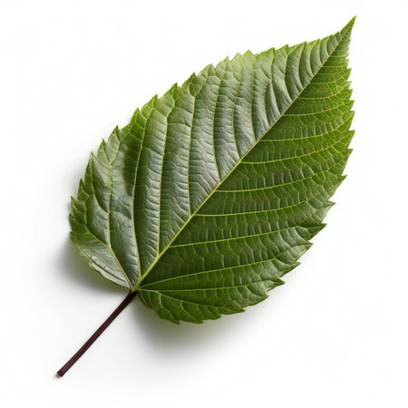 Green leaf isolated on white background. Flat lay, top view.の素材