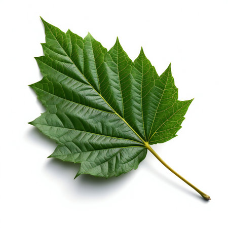 Green maple leaf isolated on white background.の素材