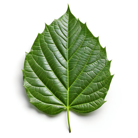 Hibiscus leaf isolated on white background.の素材