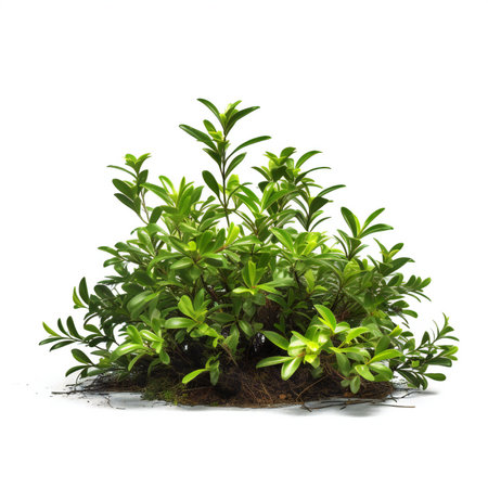 Green bush isolated on a white background.の素材