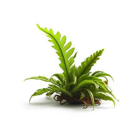 Fern plant isolated on white background and full depth of fieldの素材
