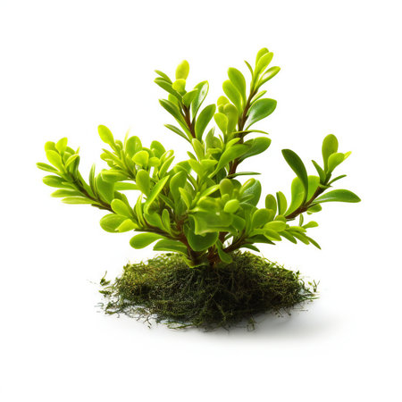 Green plant isolated on white background  Top view.の素材