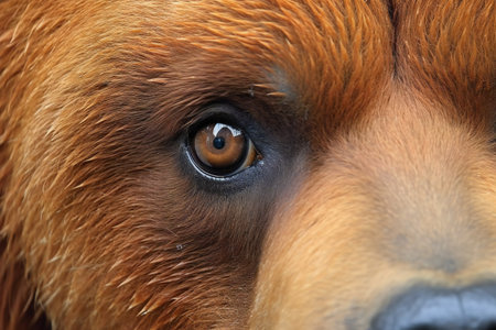 Close-up portrait of a brown dog with a big blue eyesの素材