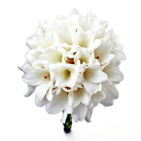 White hyacinth flower isolated on white background.の素材