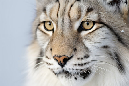 Close-up portrait of Eurasian Lynx (Felis catus)の素材