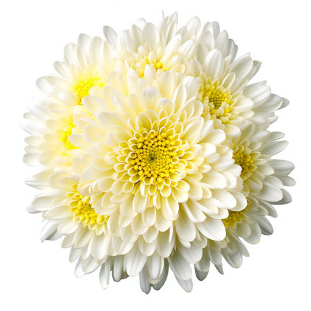 White chrysanthemum flower isolated on white background.の素材