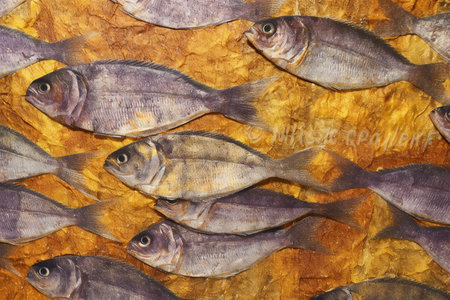 Fish market in Venice, Italy. Fresh fish on display at the Venice Fish Market.の素材