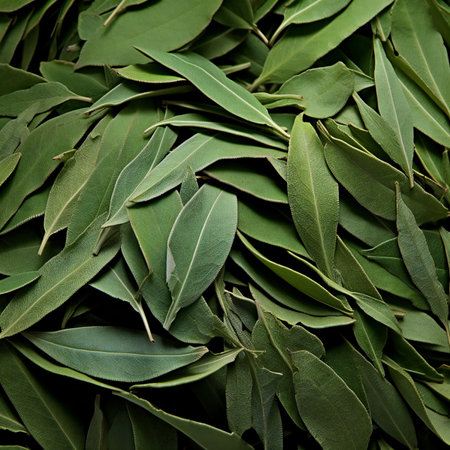 Fresh green eucalyptus leaves as background, top viewの素材