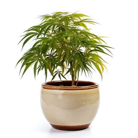 Cannabis plant in a pot isolated on white backgroundの素材