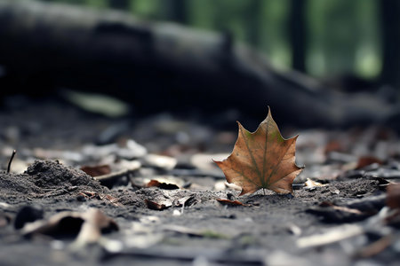 Fallen leaves on the ground in the forest. Selective focus.の素材