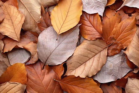Autumn leaves background. Autumn leaves background. Autumn leaves background.の素材