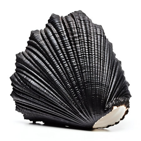 Black seashell isolated on white background.の素材